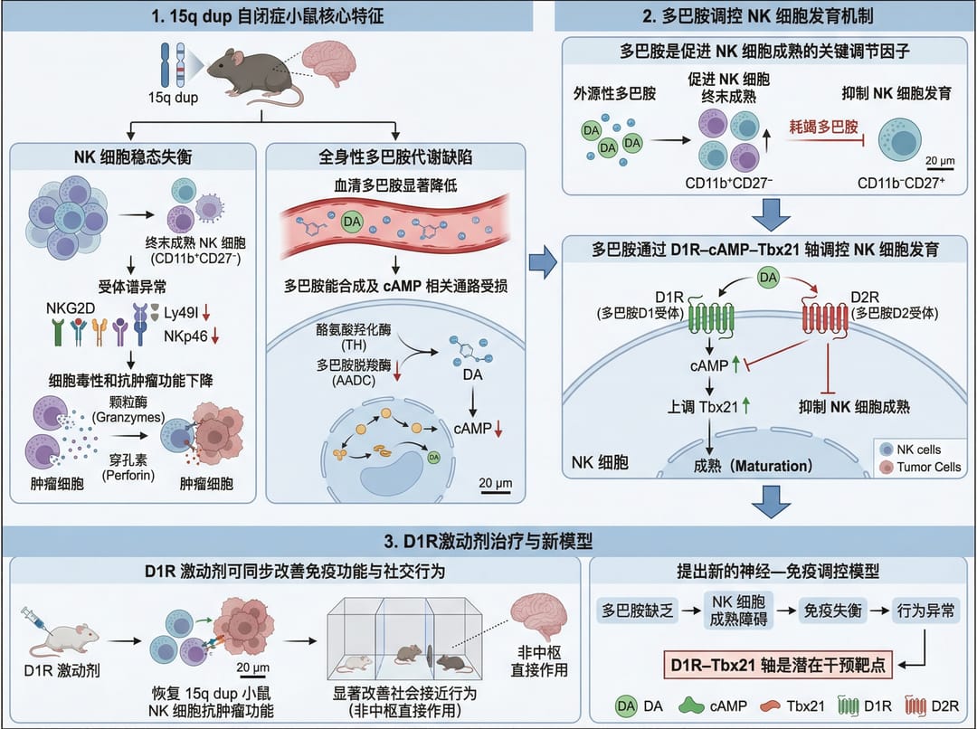 2.1 면역 세포 연구 (Immune Cell Studies)