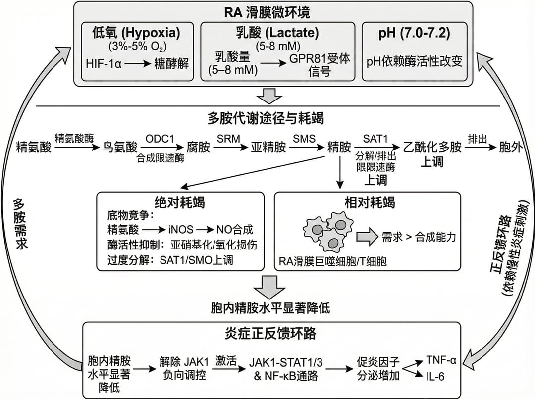 Rheumatoid Arthritis Synovial Microenvironment