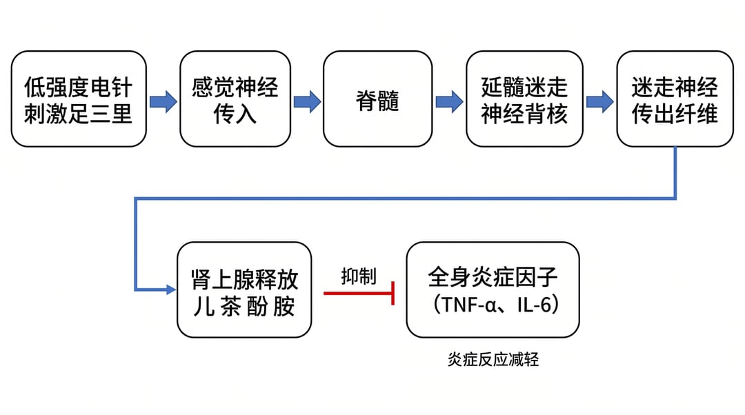 Example schematic of an anti-inflammatory neural pathway for electroacupuncture at Zusanli (labelled in Chinese)