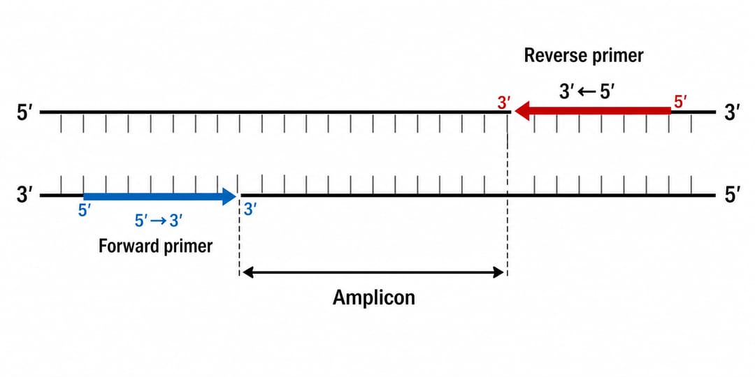 Diagrama de ligação de primers de PCR mostrando uma região-alvo com primers forward e reverse e a extensão do amplicon legendada entre eles na orientação 5′→3′