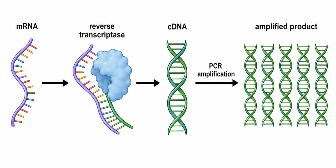 Diagrama de RT-PCR mostrando um fluxo de trabalho da esquerda para a direita do mRNA à transcrição reversa em cDNA até a amplificação por PCR com cada componente legendado