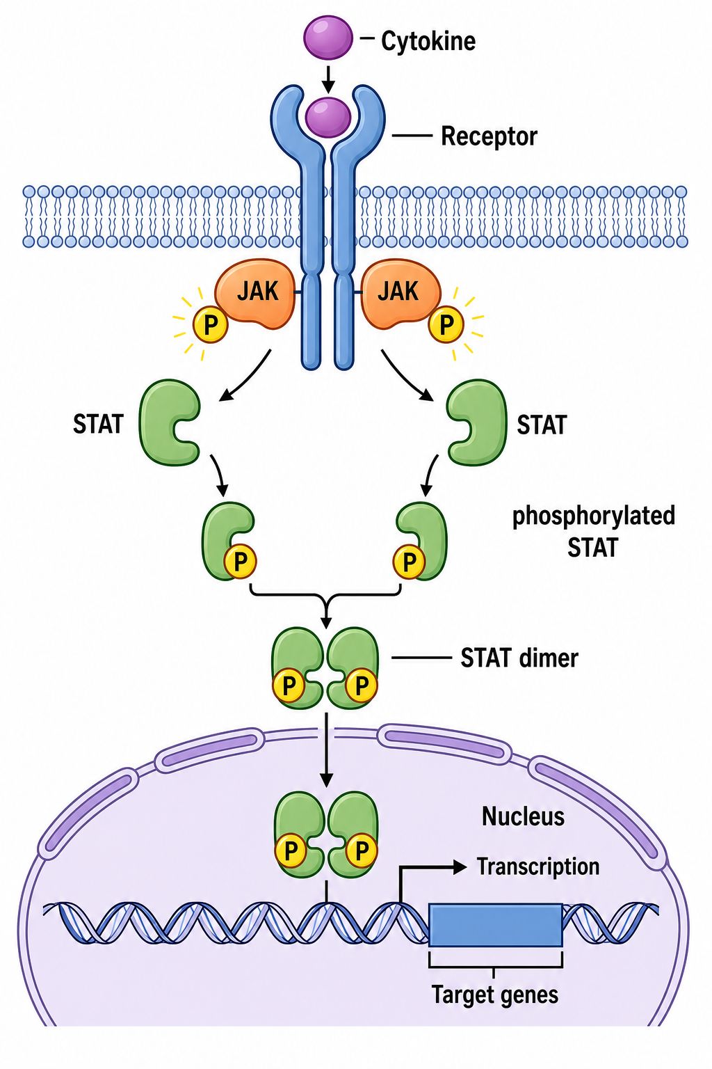 Inflamasoma NLRP3 y señalización de citocinas JAK-STAT mostrados como un diagrama de vías limpio y etiquetado con caspasa-1 y maduración de IL-1beta
