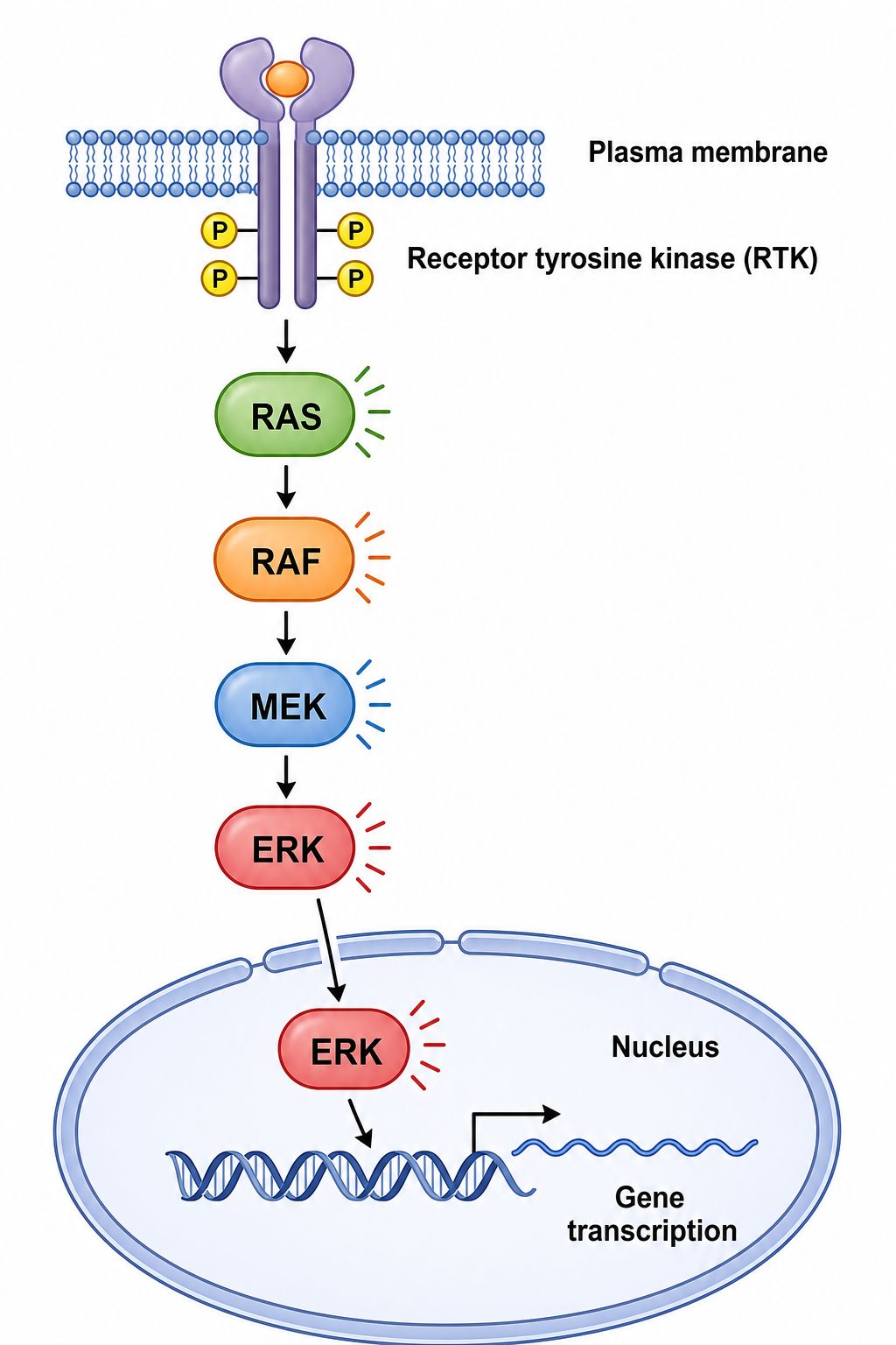 Diagrama de señalización por receptores MAPK ERK que muestra la activación del RTK, la cascada RAS, RAF, MEK, ERK y la translocación nuclear hacia los factores de transcripción