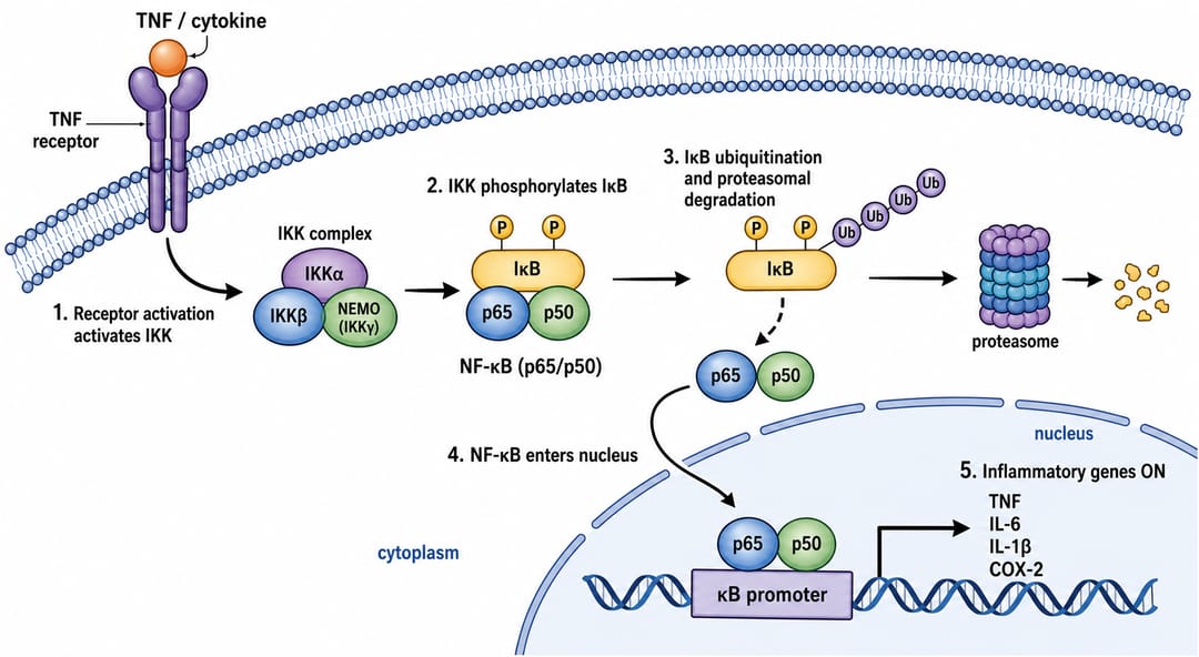 Diagrama de la vía NF-kB de inflamación que muestra la activación del TLR, el complejo IKK, la degradación de IkB, la translocación nuclear de p65 p50 y la transcripción de genes inflamatorios