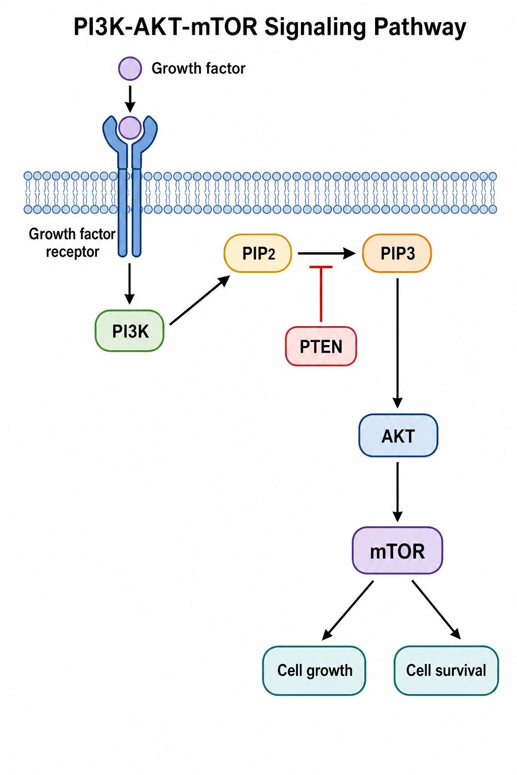 Diagrama de la vía de señalización por receptores PI3K-AKT-mTOR que muestra la conversión de PIP2 a PIP3, la activación de AKT, mTOR y la inhibición por PTEN