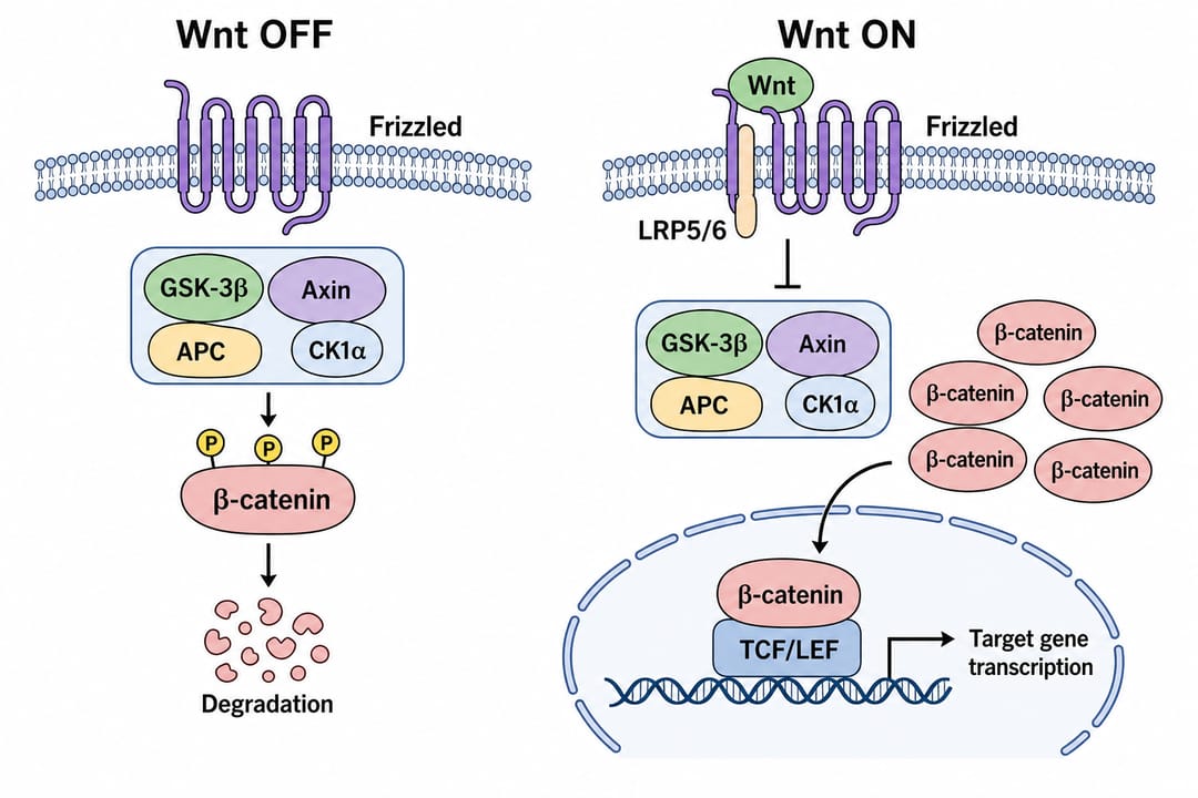 Wnt beta-Catenin Signalweg-Diagramm im Aus- und An-Zustand mit Zerstörungskomplex GSK-3 beta und TCF LEF im Zellkern