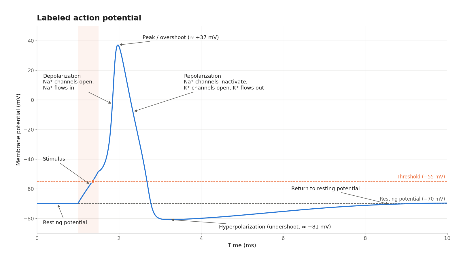 Anteprima di Grafico del potenziale d'azione con etichette