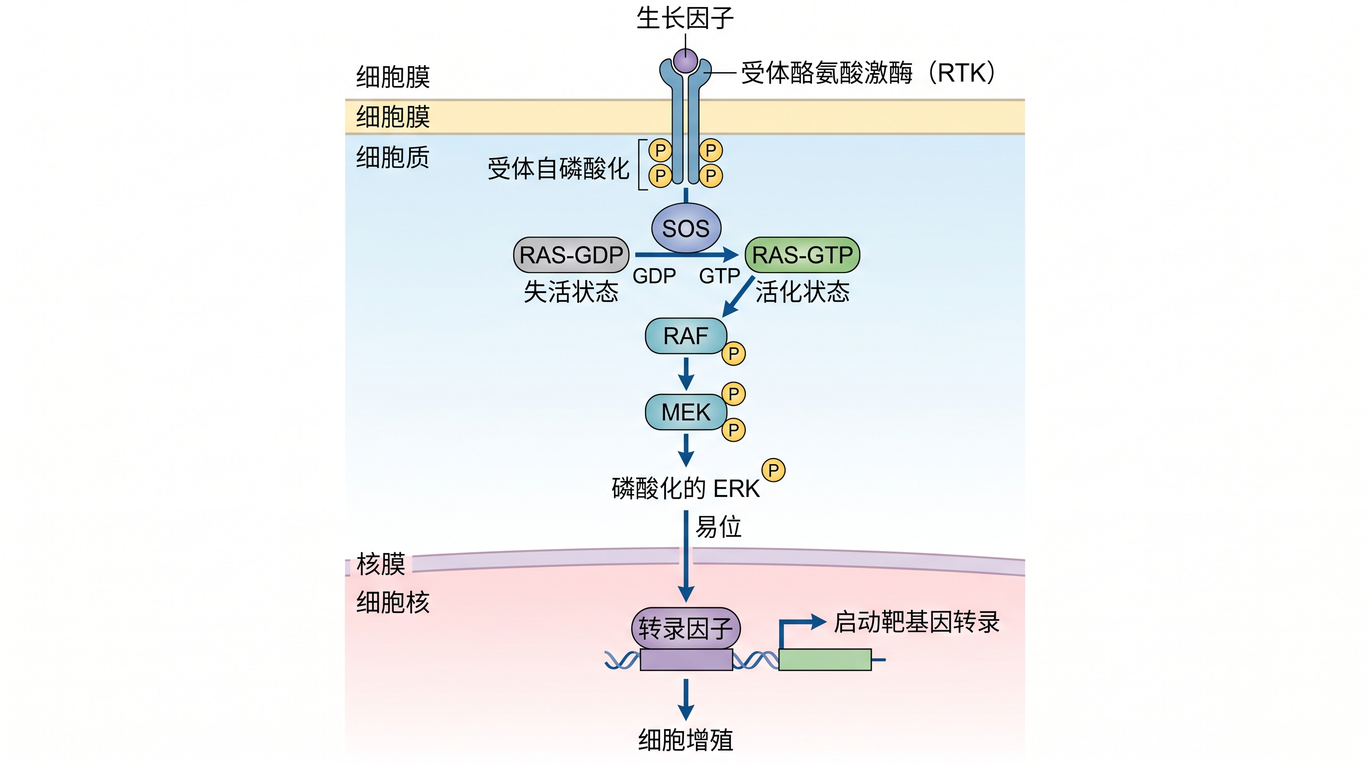 AI 生物通路生成器