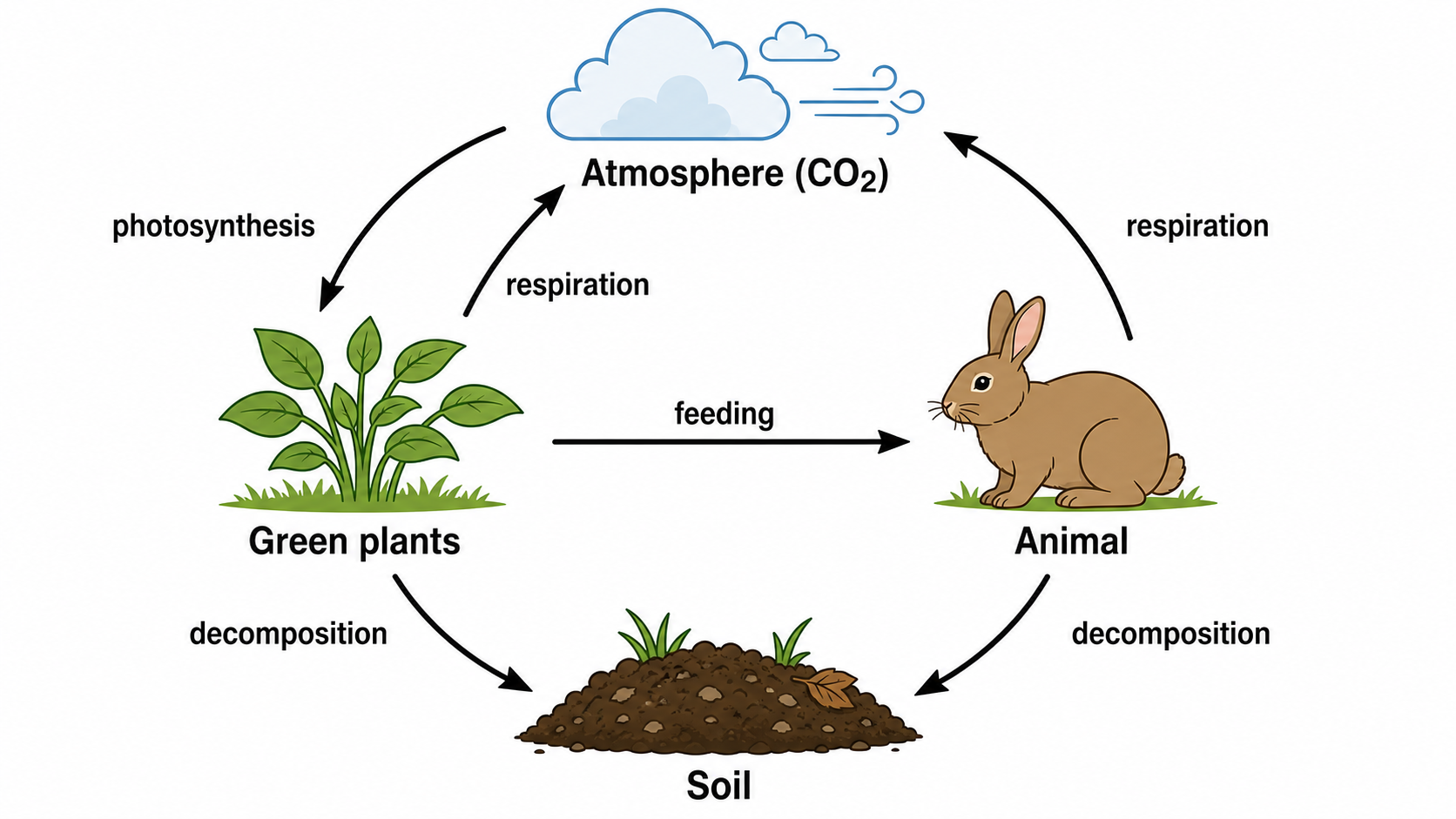 Generatore IA di diagrammi del ciclo del carbonio