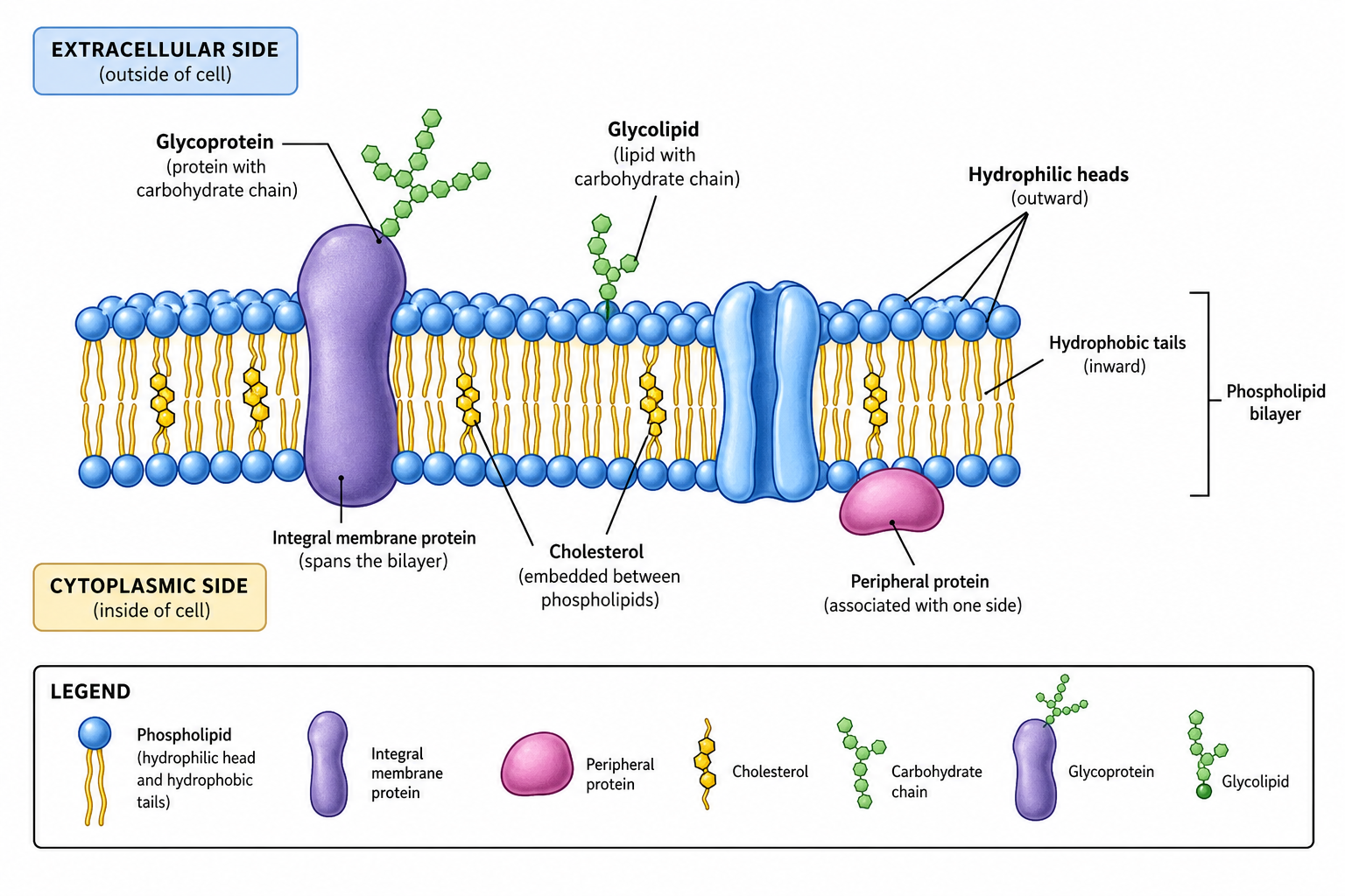 Generatore IA di diagrammi della membrana cellulare