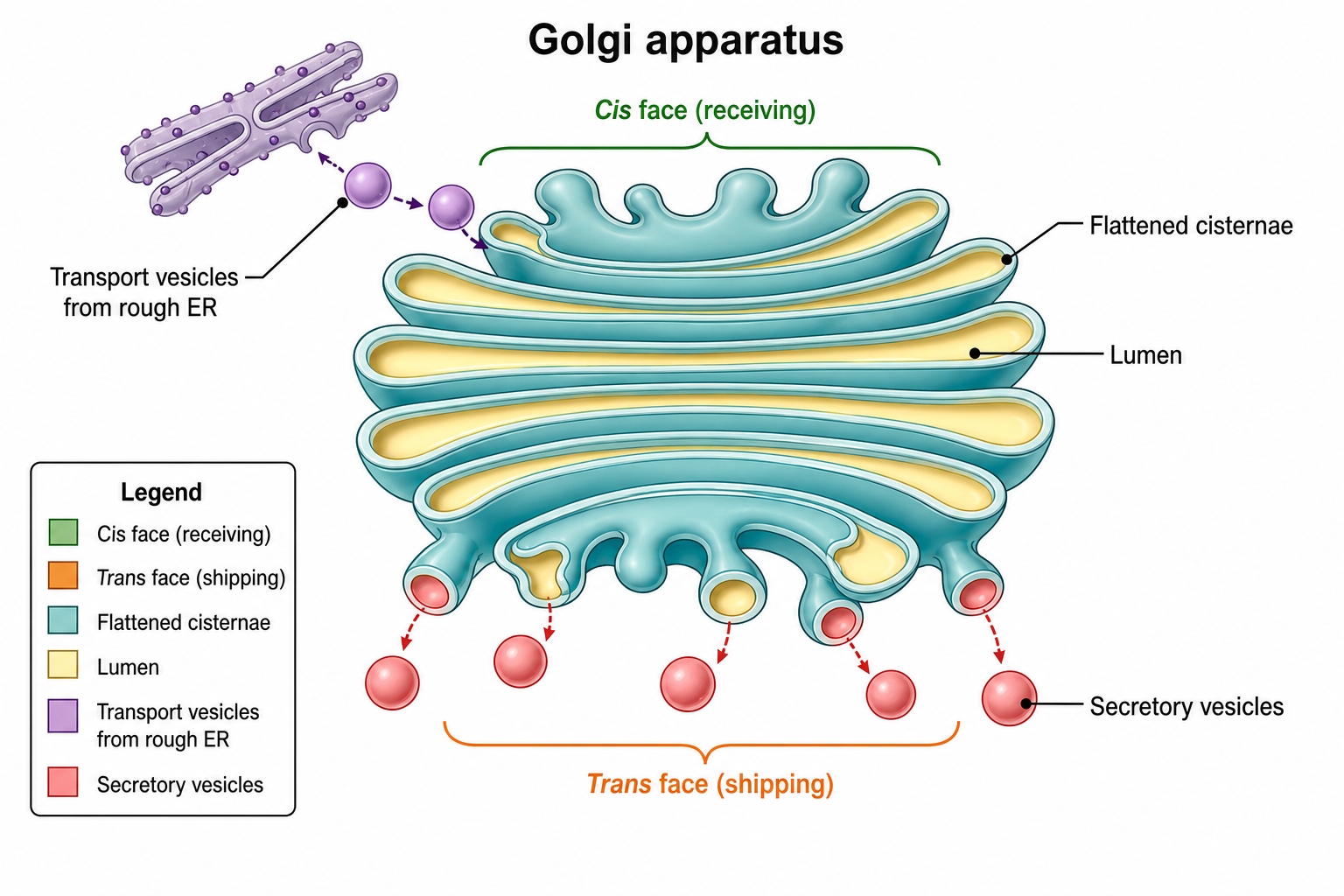 Générateur de schéma de l'appareil de Golgi par IA