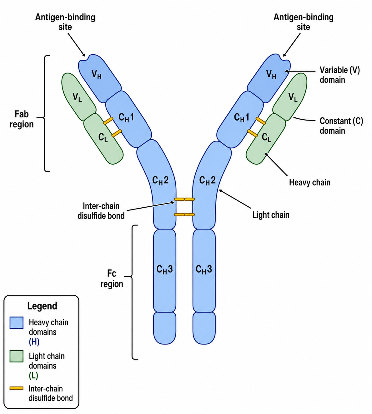 Immunologie-Diagramm-Generator — Beschriftete Immunologie-Diagramme zeichnen – Antikörper, Antigenpräsentation, T-Zell-Aktivierung und Immun-Checkpoints.