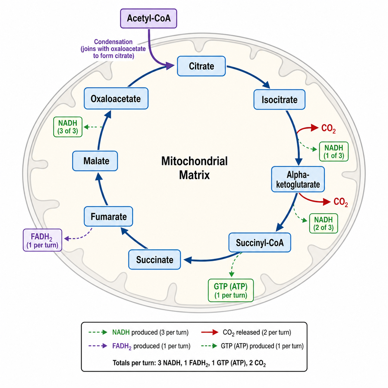 Generador de Diagramas del Ciclo de Krebs con IA