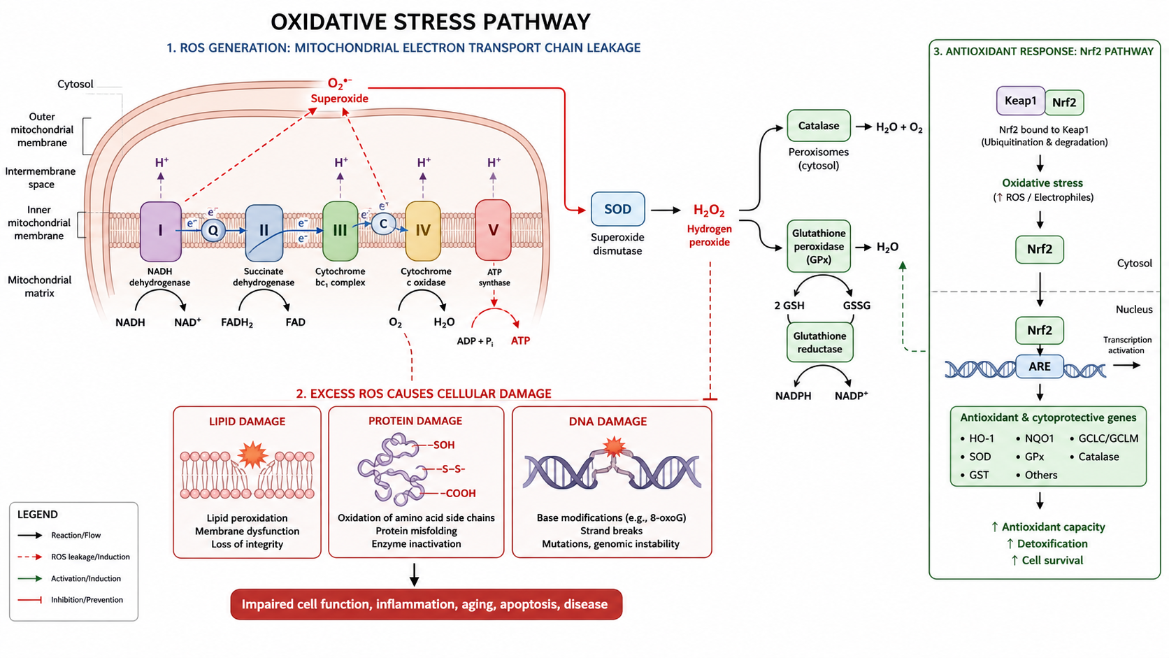 Generador gratuito de diagramas de estrés oxidativo con IA