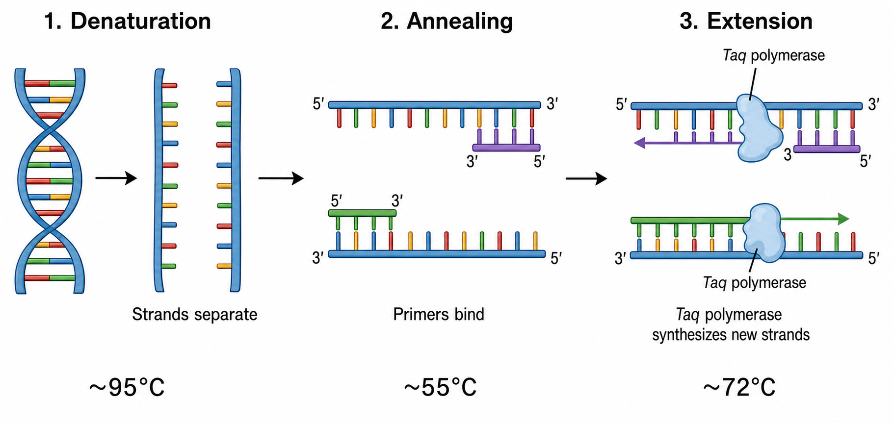 描述你需要的 PCR 示意图