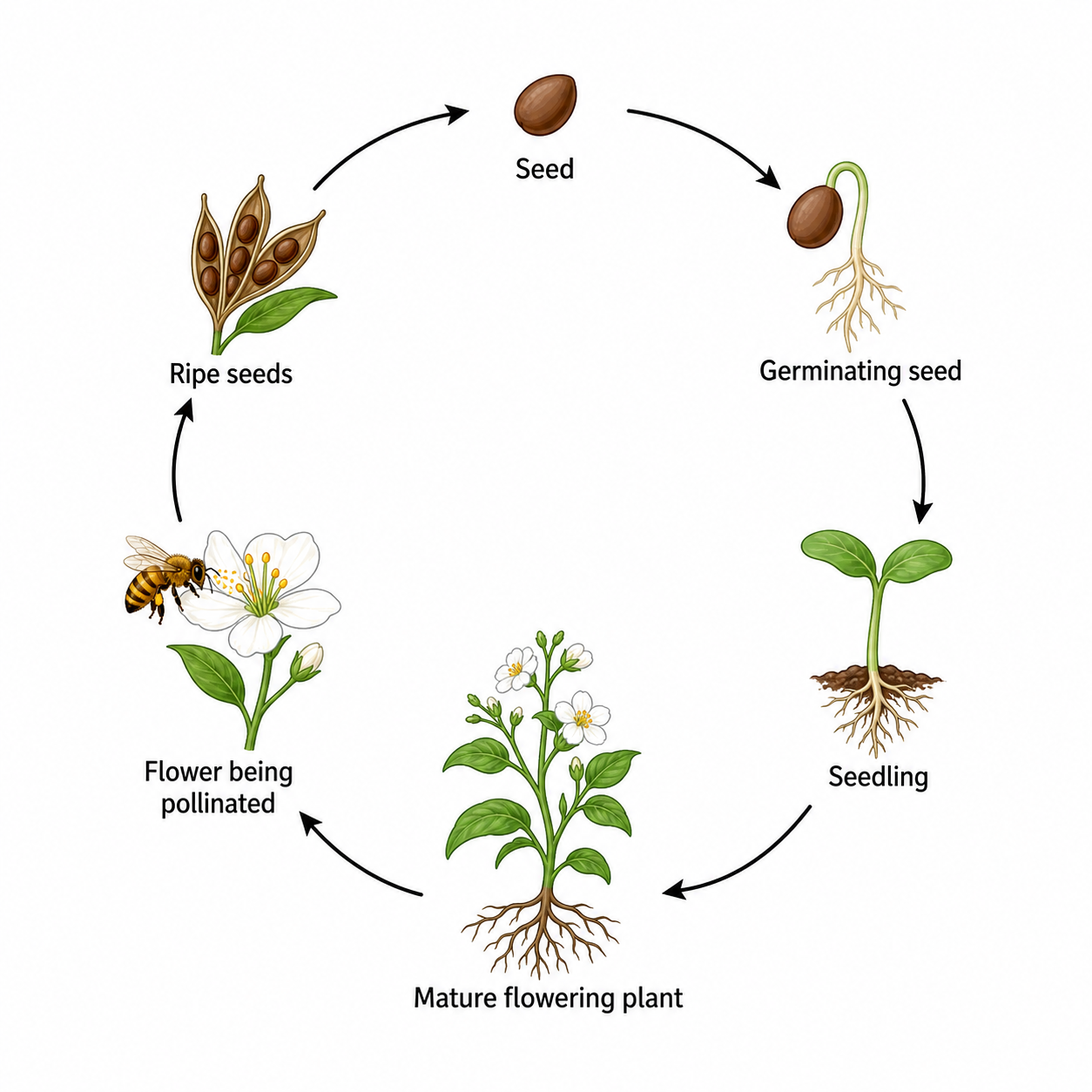 Plant Life Cycle Diagram — Draw a labeled plant life cycle from seed to germination, growth, and flowering.