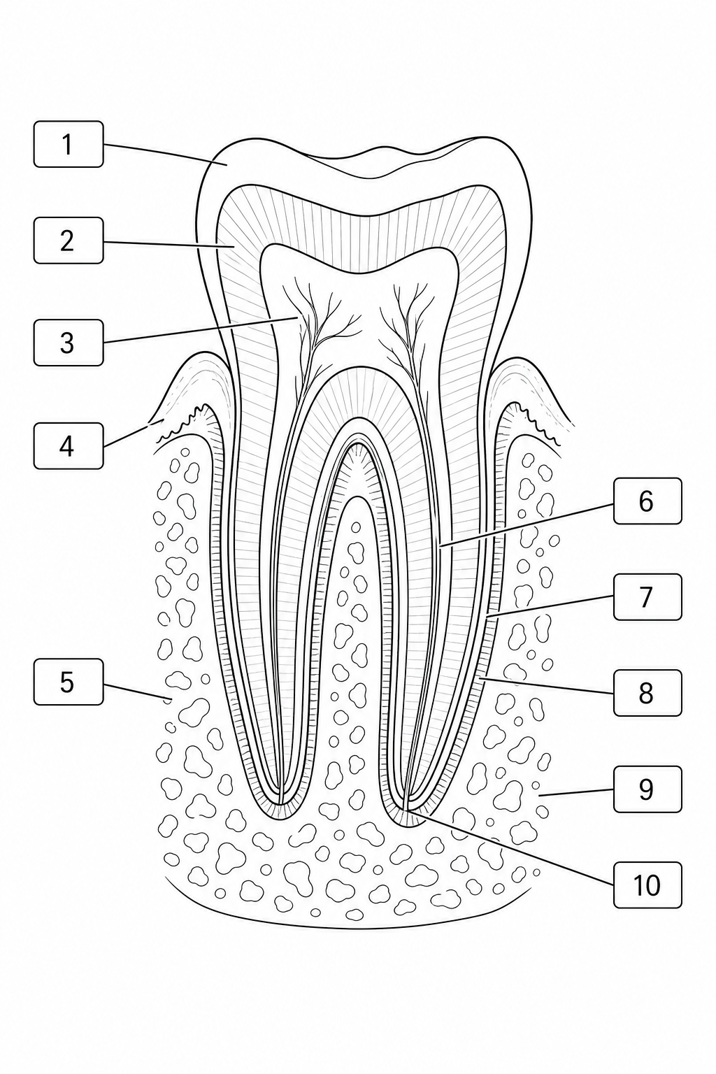 blankToothWorksheet.png?v=1