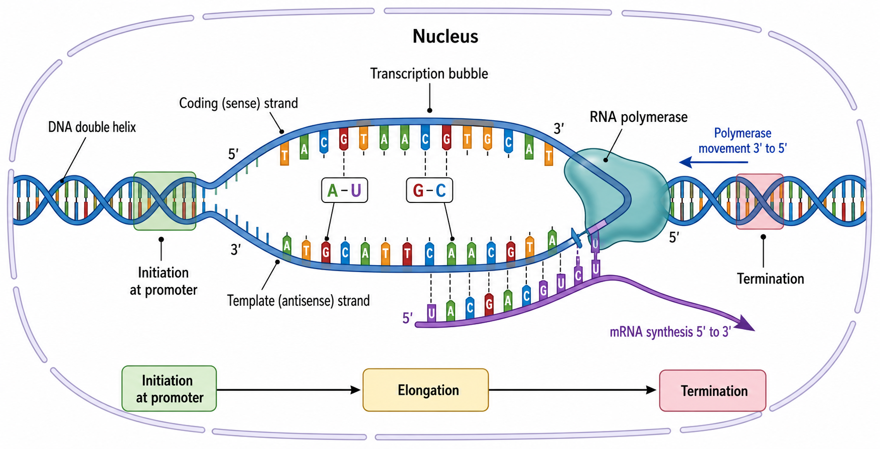 Descrivi il tuo diagramma di biologia molecolare
